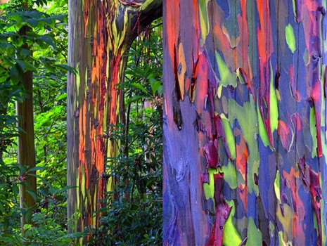 Arbres d’eucalyptus aux couleurs de l’arc-en-ciel (Australie)