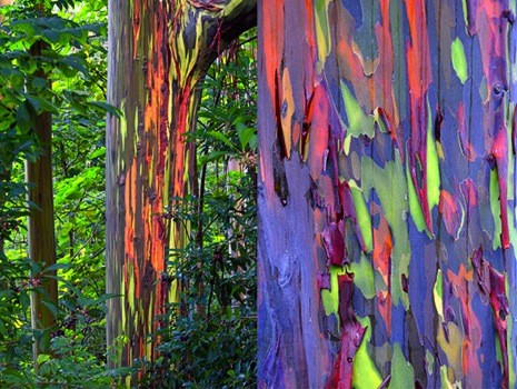 Eucalyptus bomen met alle kleuren van de regenboog (Australië )