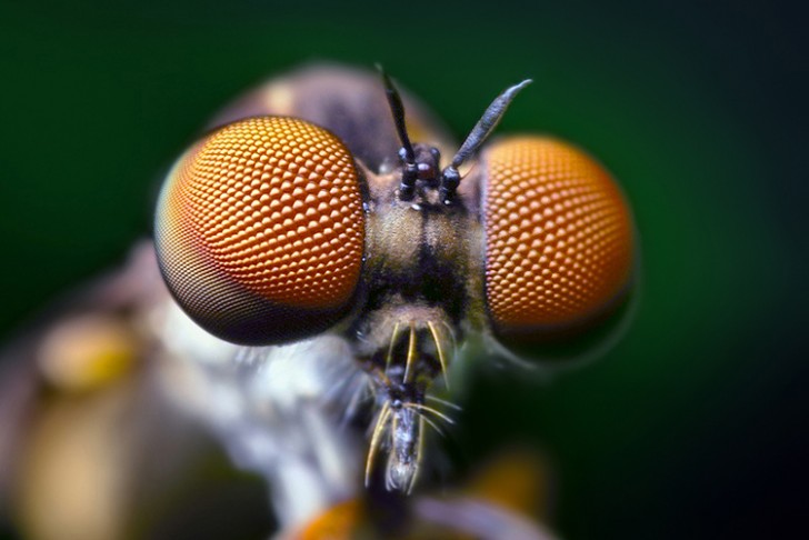 The head area of a fly is occupied for the most part by two large compound eyes. In fact, actually, each eye is made up of three thousand smaller eyes.