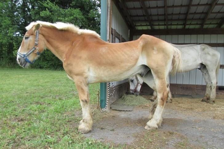 Quand Cindy a vu les images de deux chevaux sur le site web , elle n'a pas s'empêcher de voir que Arthur et Max étaient sous alimentés