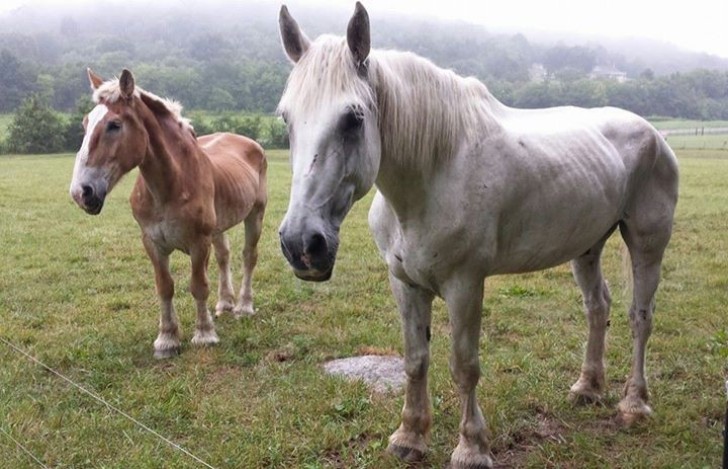 Elle a donc décidé de les aider et, sans hésitation, les a adoptés dans son abri pour les chevaux dans le Tennessee