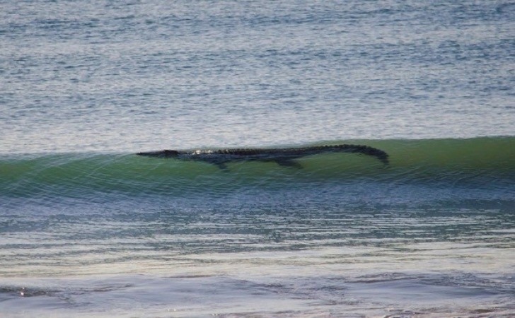 1. Ein riesiges Krokodil nähert sich einem Strand und räkelt sich einige Stunden lang in den Wogen.