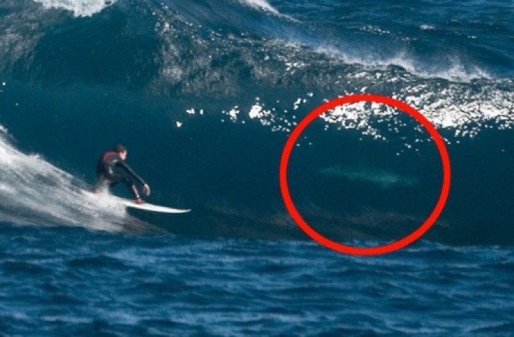 6. Ein Mann vergnügt sich beim Surfen in Perth...unangenehm ist der weiße Hai, der ihn in den Wellen begleitet!