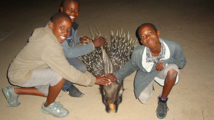 La proximité avec les enfants fréquentant l’école pour apprendre à prendre soin de la faune locale a habitué Spikey à être choyé...