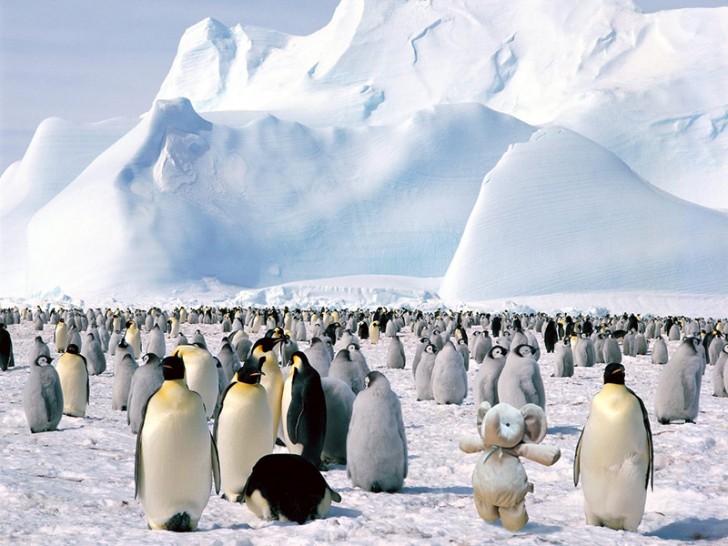 Tra i pinguini dell'Antartide...