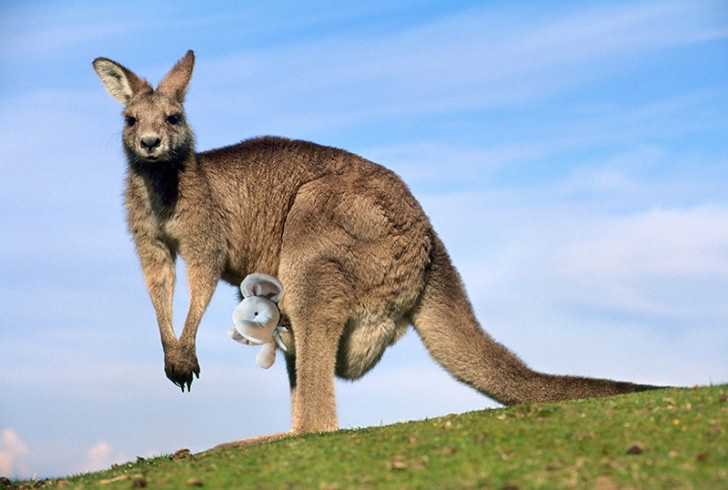 Ed ha trovato riposo nel marsupio di un canguro australiano...