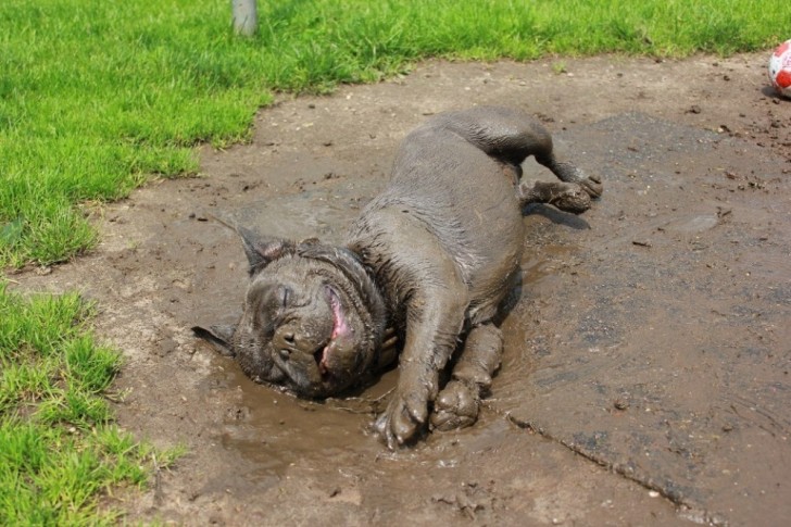 Niets is verfrissender dan een modderbad!
