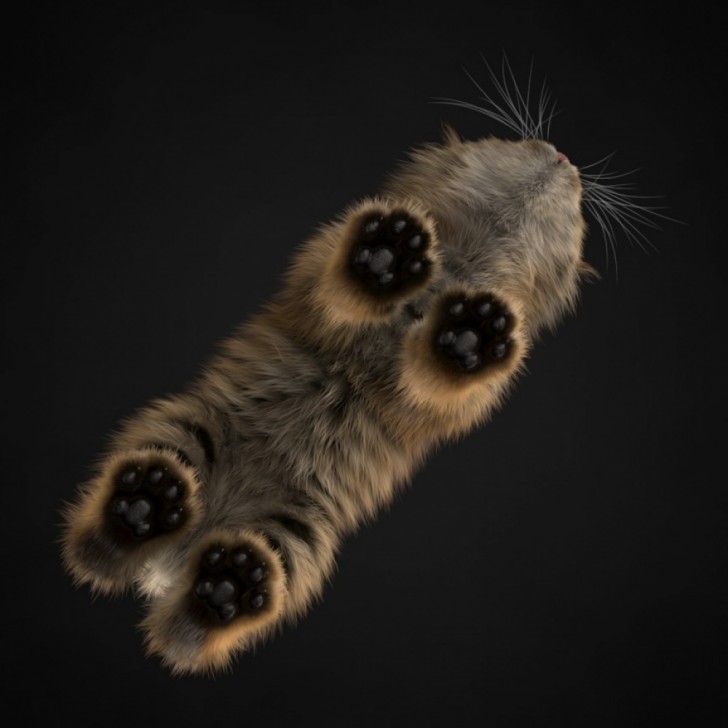 Een kat gefotografeerd van onderen.