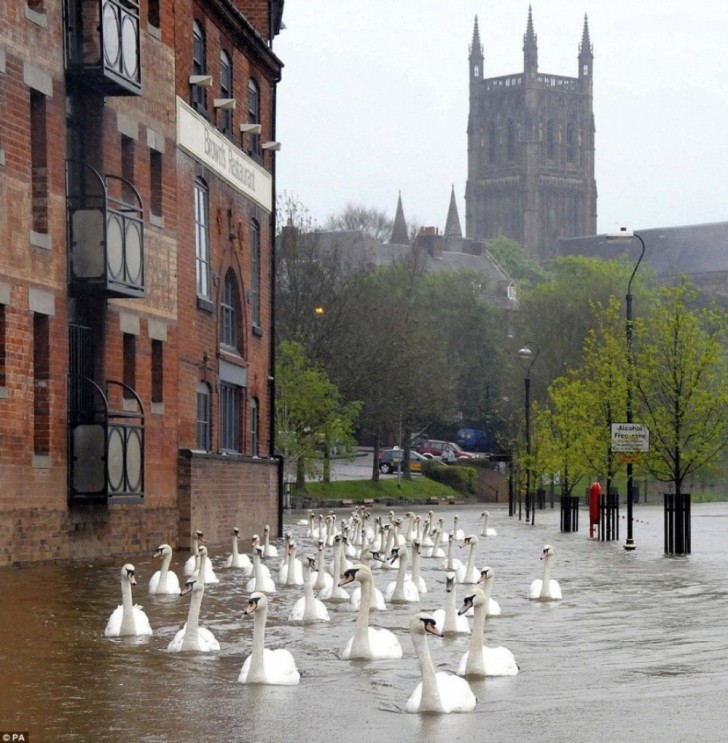 De overstromingen hebben geen grote gevolgen voor de zwanen... (Verenigd Koninkrijk)