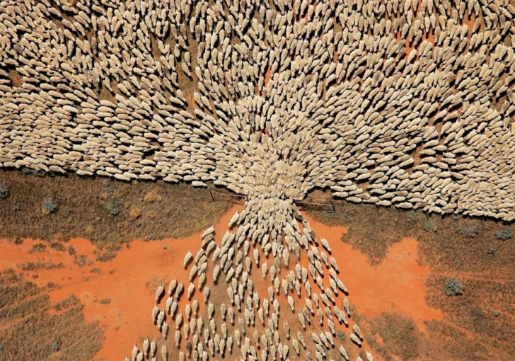 Vue aérienne impressionnante d'un troupeau traversant une porte.