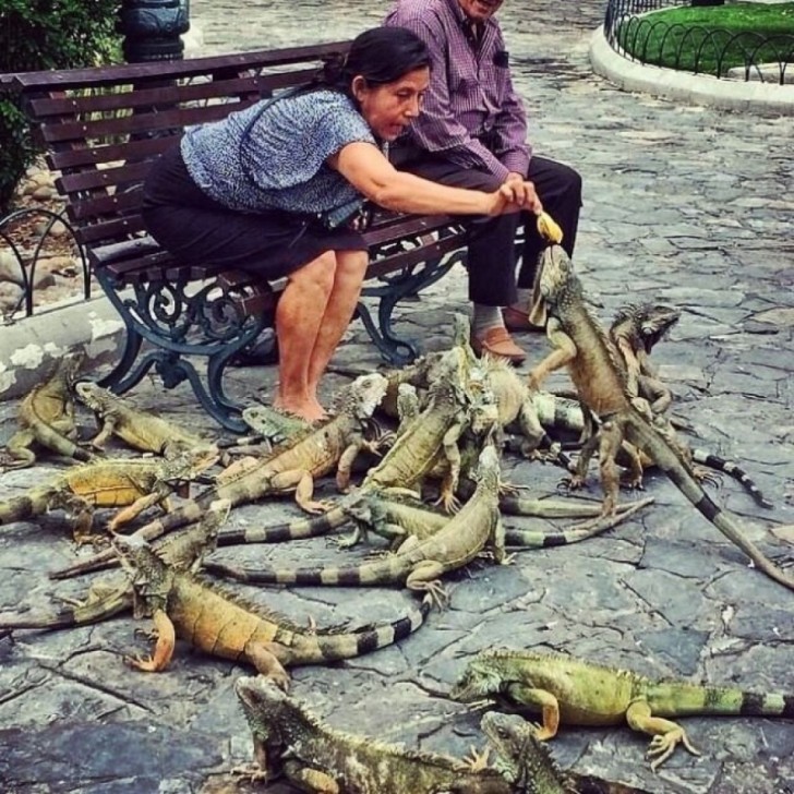 In het park in Guayaquil (Ecuador) geef je niet duiven te eten, maar hagedissen!