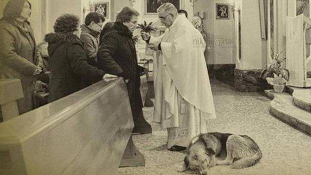 Accroupi près de l'autel en continuant à espérer, Tommy a assisté aux messes sans provoquer la moindre gêne pour les fidèles.