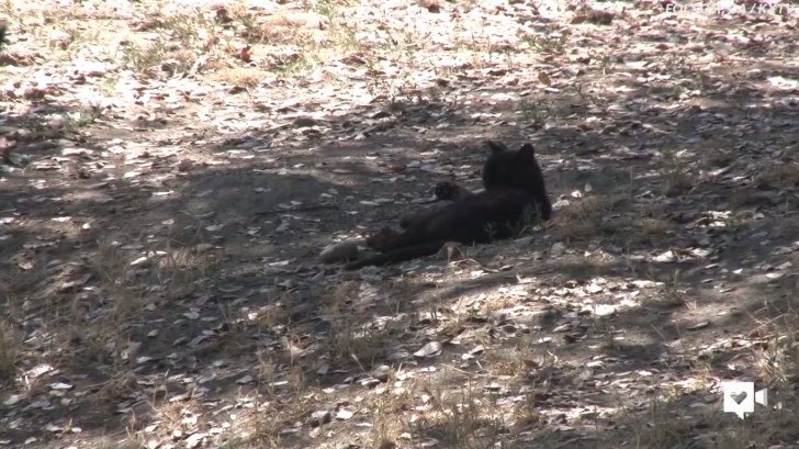 Le chaton est entré pour la première fois dans la cage de l'ours, appelé Sekoa, pour voler la nourriture que les gardiens du zoo lui avaient donné ... de la nourriture pour chiens!