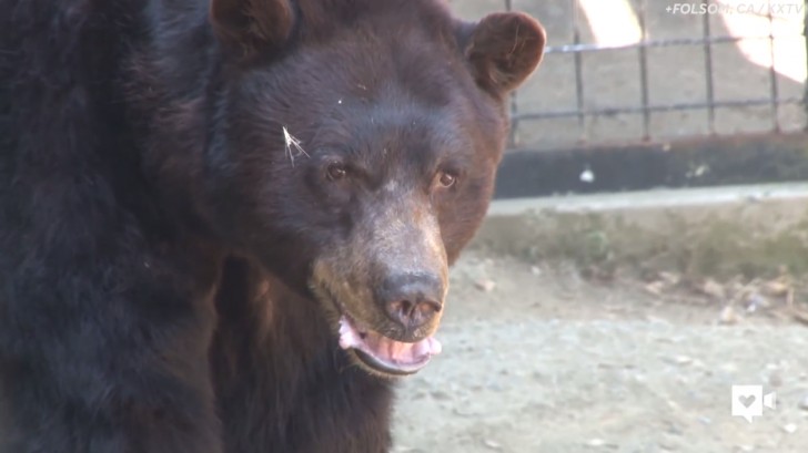 The kitten did not seem at all frightened by the 500 lb (230 kg) bear's presence. Between the two there was immediately a "feeling"!