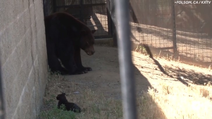 Quando i custodi dello zoo l'hanno vista per più di qualche giorno consecutivo, hanno deciso di mettere una ciotola per il cibo tutta per lei.