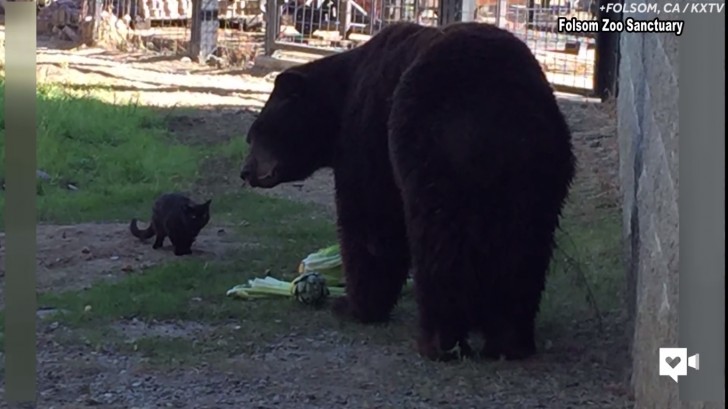 Now the bear and kitten share the same roof. The two are very different but have several things in common ... for example; they both love the tranquility of the enclosure and to rest in the cool shade of the trees!