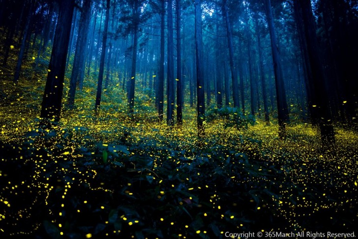Ogni anno durante la stagione estiva le lucciole si riuniscono nelle foreste di Nagoya creando un'atmosfera di magia unica che i fotografi non si lasciano scappare.