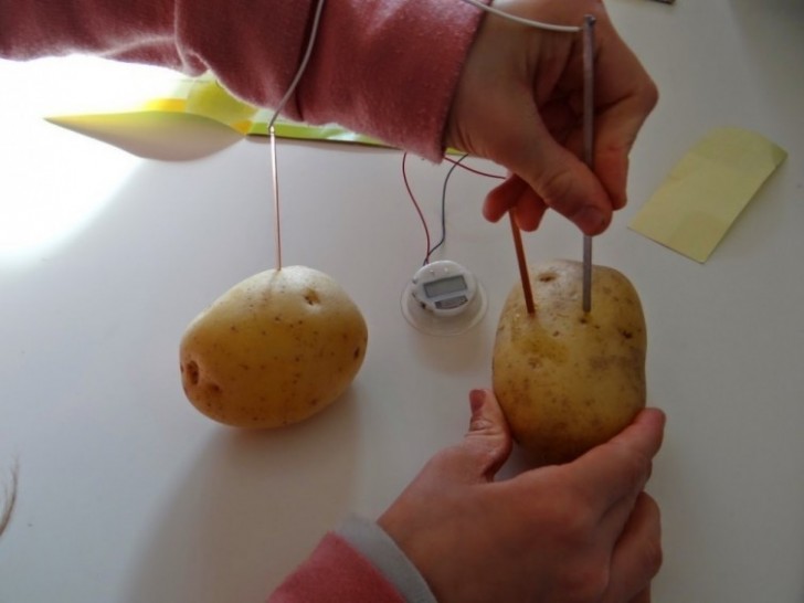 2. Inserite le altre due asticelle sulle due patate, in modo che ogni patata ospiti un'asticella di rame e una di zinco.