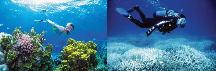 Grande barrière de corail, en 2002 et en 2014