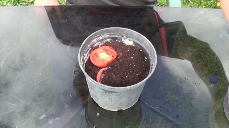 Coloque as fatias em um vaso com terra para o plantio e cubra com outro estrato não muito grosso.