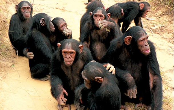 1. Les chimpanzés