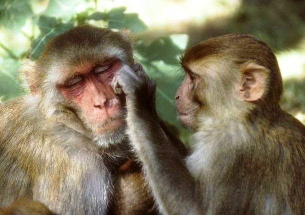 14. Le macaque rhésus
