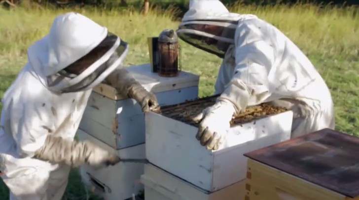 La extraccion de la miel es un trabajo muy cansador: se deben poner incomodos equipos de proteccion llevar pesadas cajas llenas de miel y luego pasar a su elavoracion.