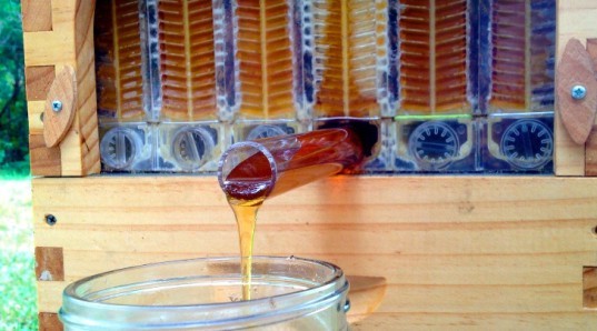 Llegando al fondo del melario, la miel viene encanalada en un tubo posicionado sobre un contenedor.