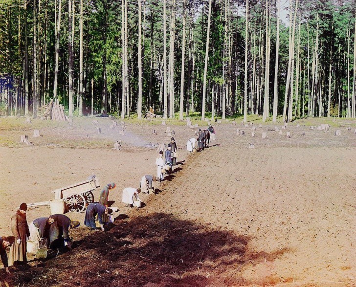 19. Monaci piantano patate nella terra strappata alla foresta nei pressi del lago Seliger (nord-ovest di Mosca) - 1910.