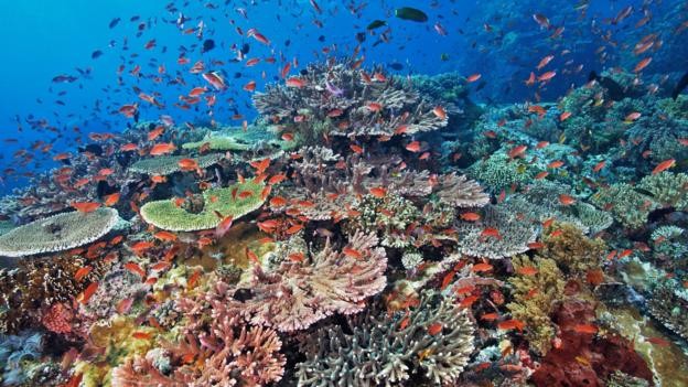 Le tartarughe, infatti, sono fondamentali per l'ecosistema in quanto si nutrono di alghe e spugne dannose per la barriera corallina, e proteggono così quest'ultima e tutte le specie che la popolano.