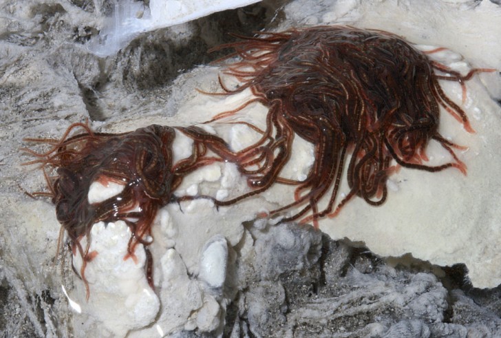 La scoperta più sensazionale fatta all'interno della Sulphur Cave è questo agglomerato di vermi rossi: si nutrono dei batteri sulfurei che popolano l'ambiente e hanno un particolare colore rosso.