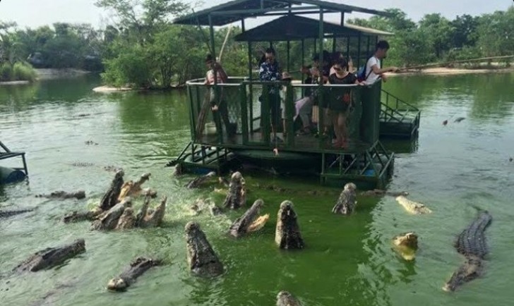 Tourists come to the animal park in Anachak Chang Pattaya to experience the thrill of being surrounded by dozens of hungry crocodiles.