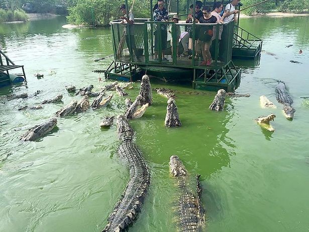 Les crocodiles sont capables de sauter de l'eau et d'atteindre facilement le "radeau": la plate-forme ne semble pourtant pas équipée de mesures de sécurité adéquates.