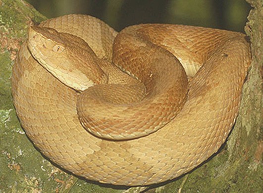 Su Queimada Grande vivono serpenti appartenenti ad una specie unica di crotalinae, dal colore oro...