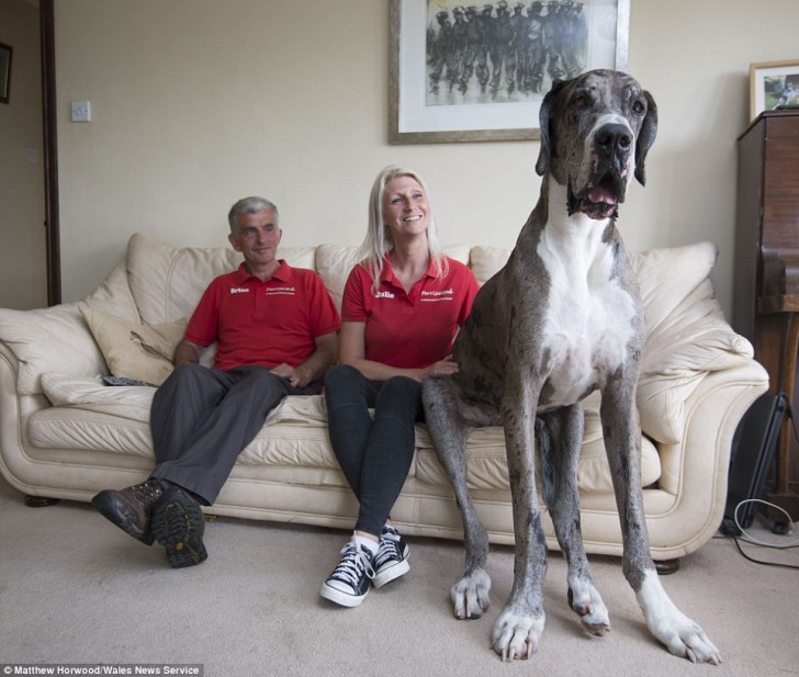 Major exceeds 7 ft (2 m) in height when he stands up on his hind legs, weighs 167 lb (76 kg) and sleeps for 22 hours a day.