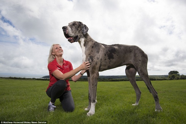 He is only 3 years old but he has already got the numbers to join the Guinness Book of Records! His owners say that Major, despite his size, would not hurt a fly.