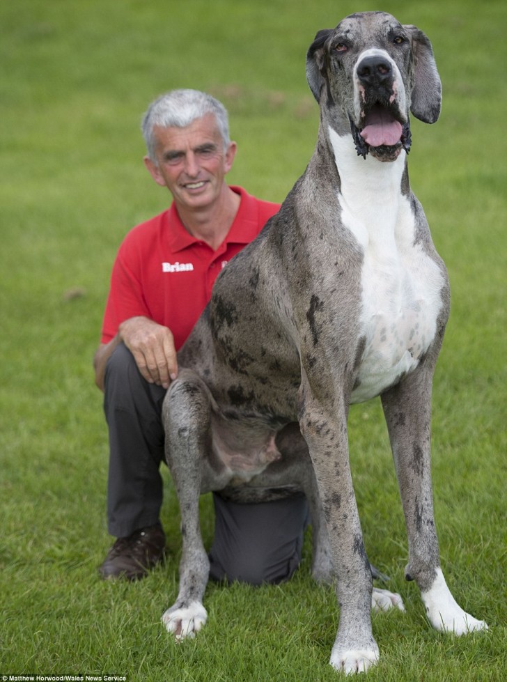 Het record van grootste hond ligt bij een andere hond van hetzelfde ras, maar deze hond is momenteel de grootste nog levende hond ter wereld.