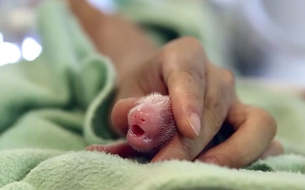 La maman Lun Lun, le nom du panda, a donné naissance à sa première fille Mei Lun.