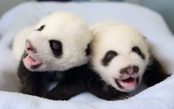 À la naissance, les bébés pandas sont presque complètement dépourvus de poils, mais en quelques jours, la caractéristique fourrure tachetée fait son apparition.
