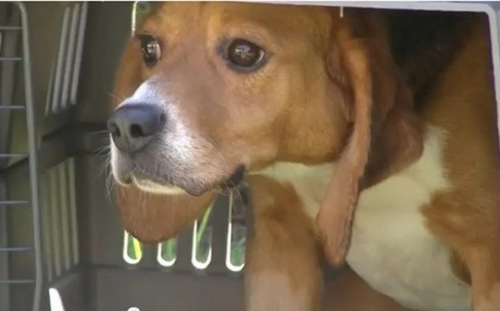 Fueron liberados de una ONG en defenza de los derechos de los animales: gracias a sus voluntarios estos beagle han probado por primera vez el placer de caminar libres bajo la luz del sol
