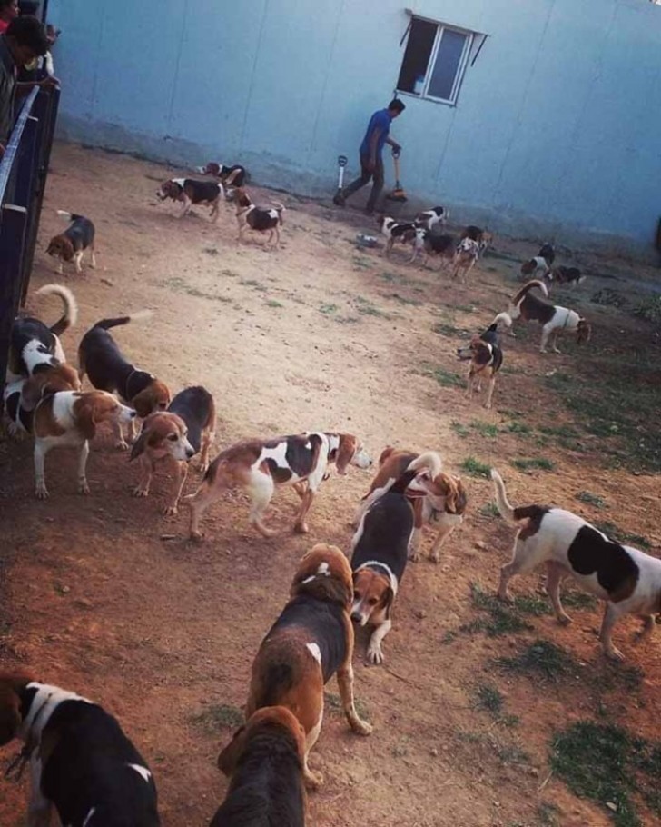 Con il tempo i beagle hanno iniziato ad esplorare il territorio intorno a loro: continuavano a cercare luoghi in ombra e ad evitare il contatto con i volontari dell'associazione.