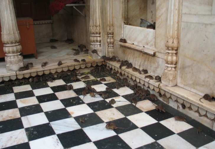 Dans le village de Deshnoke, le temple Karni Mata terminé à la fin du vingtième siècle abrite environ 20 mille rats!