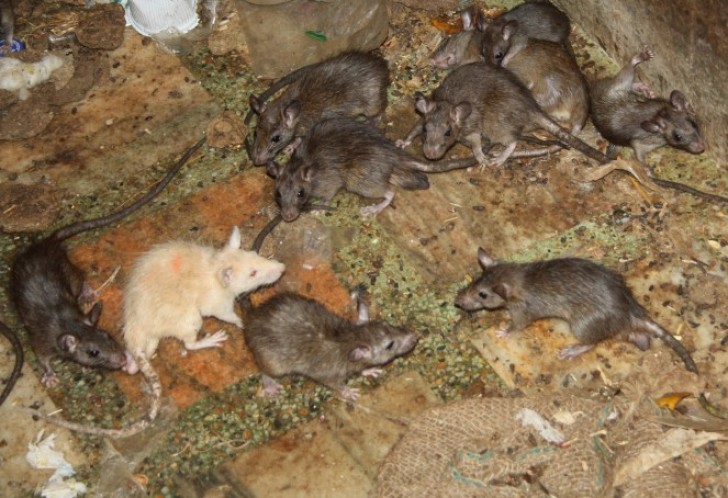 Der große Teil der Ratten hat eine dunkle Farbe. Die wenigen weißen Ratten werden als Glücksbringer verehrt!