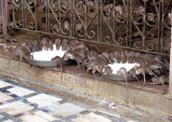 A l'intérieur du temple , il y a toujours de grands bols débordant de lait de sorte que les rats puissent se montrer .
