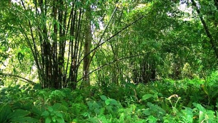 L'isola di Majuli è oggi ricoperta da migliaia di piante ed alberi e da una piantagione di bambù estesa 120 ettari: la dimensione complessiva dell'oasi è paragonabile al Central Park di New York.