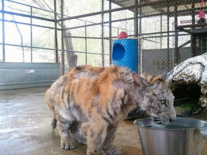 A mulher tinha certeza que além do trauma psicológico, o tigre tinha outra coisa que o deixava mal.