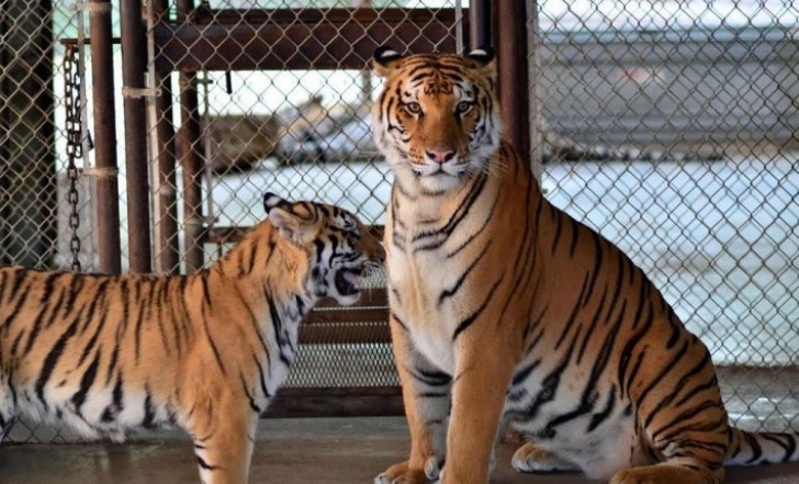 Seit diesem Tag sind 4 Jahre vergangen. Es sind 2 tolle bengalische Tiger.