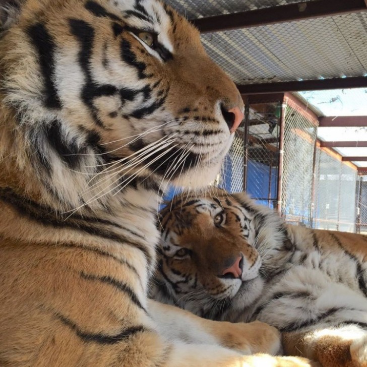 Aasha continua sendo menor do que o normal, mas ver os dois juntos é emocionante: o macho fica sempre perto dela para protegê-la.