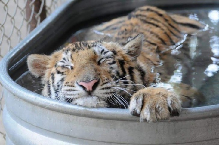 Non ha più niente a che vedere con la tigre malnutrita e trascurata che era poco meno di un anno fa.