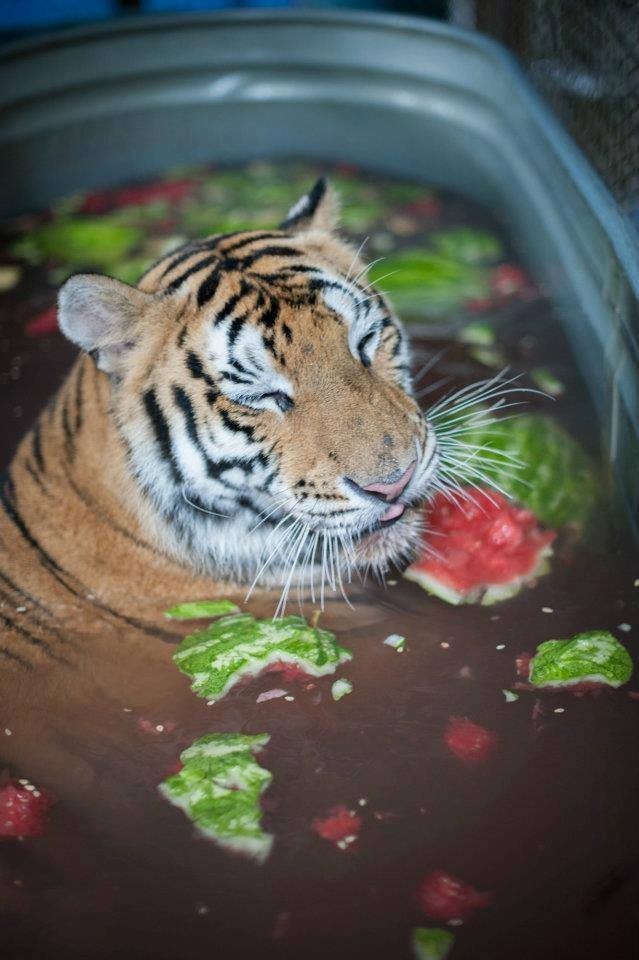 Nu har hon det bra och saknar ingenting: hon är älskad både av människorna på föreningen och av tigern som hon delar sitt liv med.